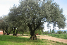 oliviers