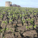Domaine du Moulin Giron