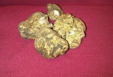 truffe blanche d alba