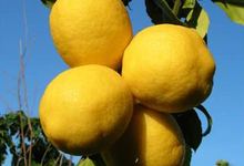 citron de Corse