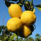 citron de Corse