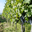 vignes