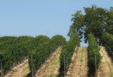 Domaine d'Homs