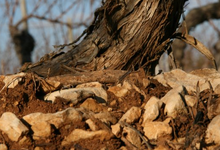 vieux cep