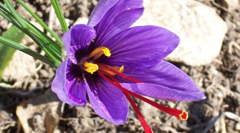 fleur de safran