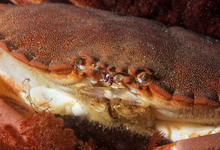Crabe Mauresque