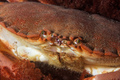 Crabe Mauresque