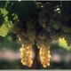 Vignobles Fontan