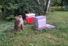 Le Bouteron morvandiau, exploitation apicole