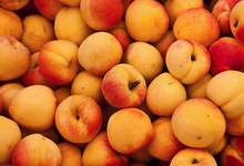 Charlotte aux Abricots et fruits confits
