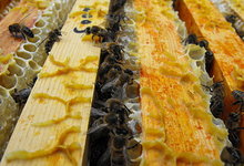 abeilles dans la ruche