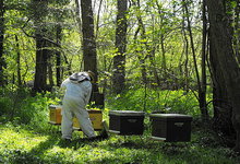 apiculture foret sologne
