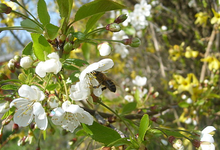 abeille cerisier