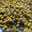 pollen