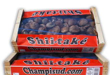 Shiitaké (frais : 2 kgs) 