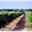 Domaine De Lagajan Pontouat