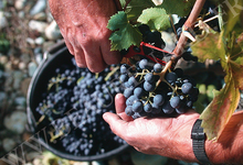 Domaine De Beaurenard