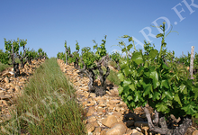 Domaine De Beaurenard