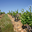Domaine De Beaurenard
