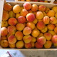 abricot rouge du Roussillon