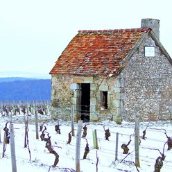 le vignoble de Sancerre sous la neige