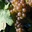 raisin de table de Clermont-l'Hérault chasselas