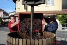Fête du vin doux ou vin nouveau de Cerdon