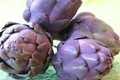 artichaud violet du Roussillon