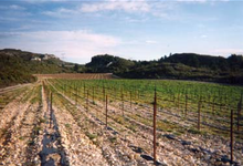 Domaine Marie Blanche