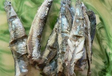 anchois de Collioure