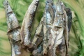 anchois de Collioure