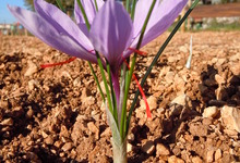 Crocus sativus - fleur à safran - L' Or Rouge