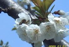 Le berger des abeilles