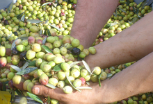 olives