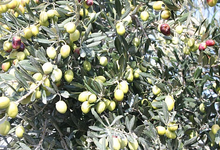 olives dans olivier