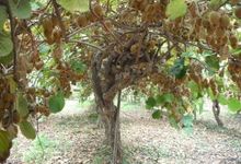 kiwis