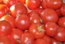 tomates