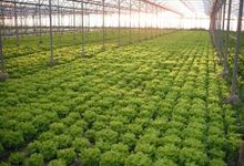 salades sous abris
