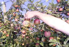 EARL Vassout Fruits 