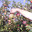 EARL Vassout Fruits 
