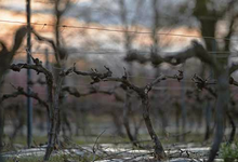 vignes