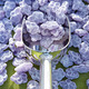 Les Violettes Givrees 