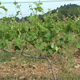 Domaine Giocanti