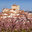 Le clos Mazarine