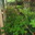 les jardins de malbos