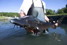 Producteur Sturgeon, caviar d'aquitaine STURIA