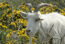 Chevrerie De La Cayonniere