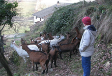 La p'tite Ferme 