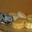 fromage chèvre