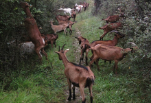 La p'tite Ferme 